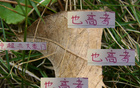 中超豪門(mén)6月7日戰(zhàn)，海港進(jìn)球七粒領(lǐng)跑