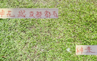 申花引援李可，蓉城租借多特神筆