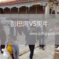 彭巴灣VS黑牛